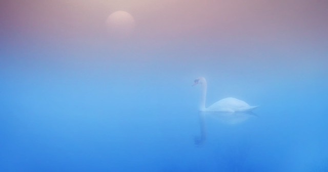 Swan Lake in the Mist