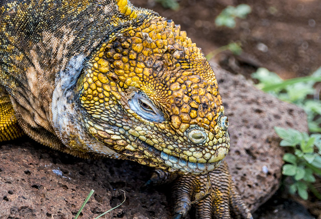 Yellow Iguana Galapagos