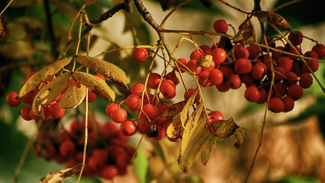 Ashberry in autumn