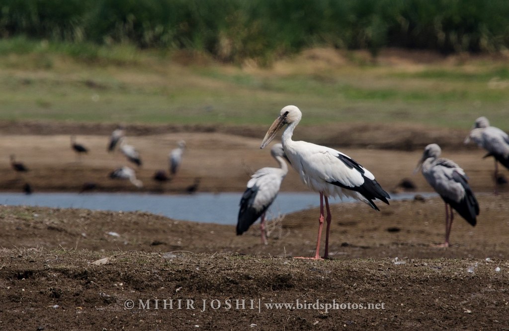 Asian Openbill [Picotenaza Asiático]