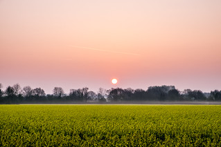 Sunrise Over Rapeseed Field