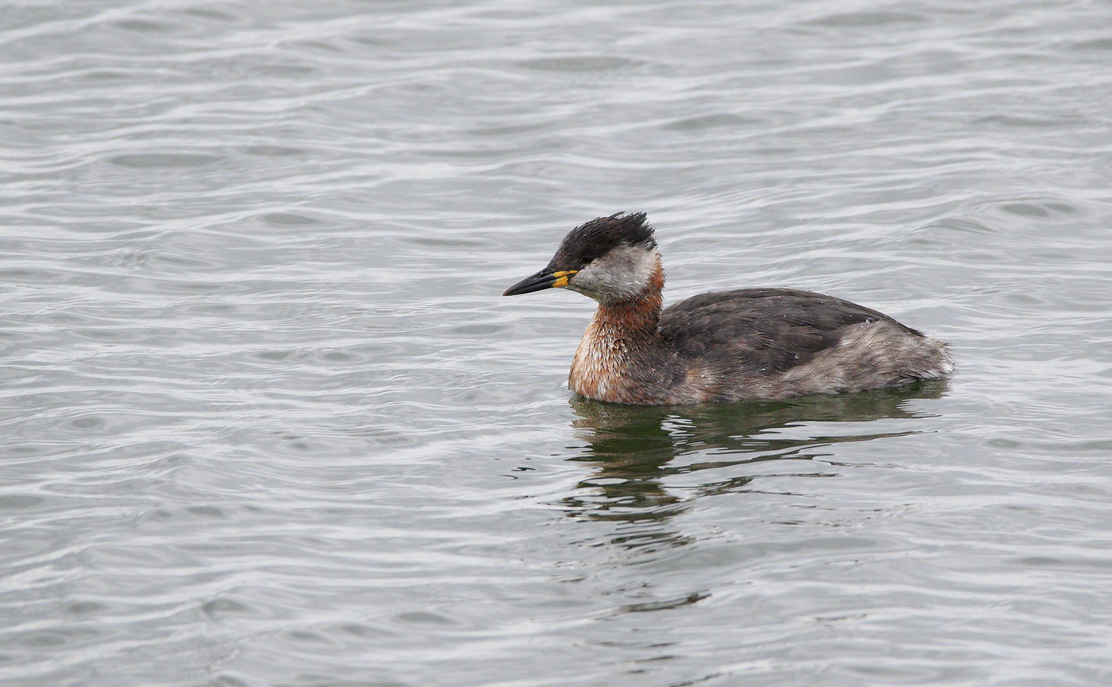 Red-necked Grebe - coming into summer plumage