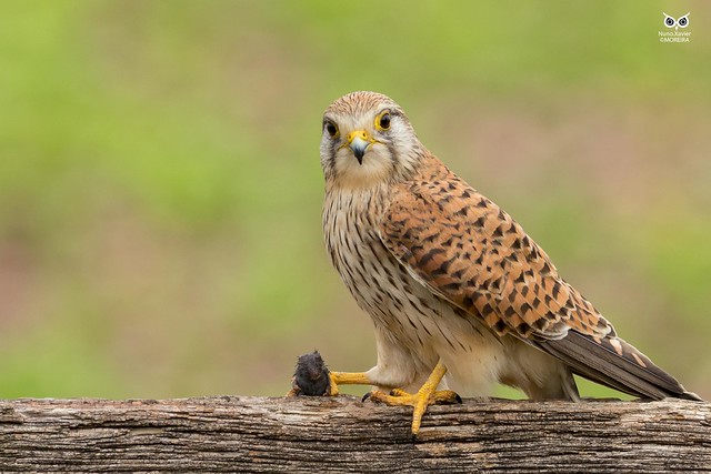 Peneireiro Vulgar, Common Kestrel (Falco tinnunculus)
