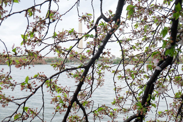 Washington DC Cherry Blossoms: April 15, 2014