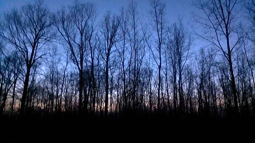 trees sunset forest spring woods dusk michigan april vernal woodlot shelbytownship