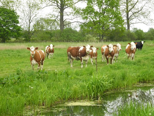 neugierige Kühe by m.prinke, drömling