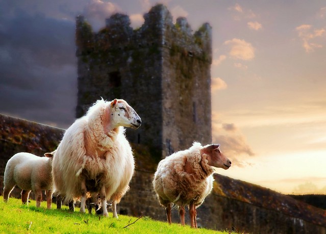Kells Priory sheep