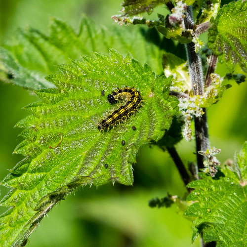 Caterpillar on a nettle leaf