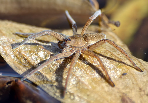 IMG_7984_filtered | Fen raft spider. I have found a lot of t… | Flickr