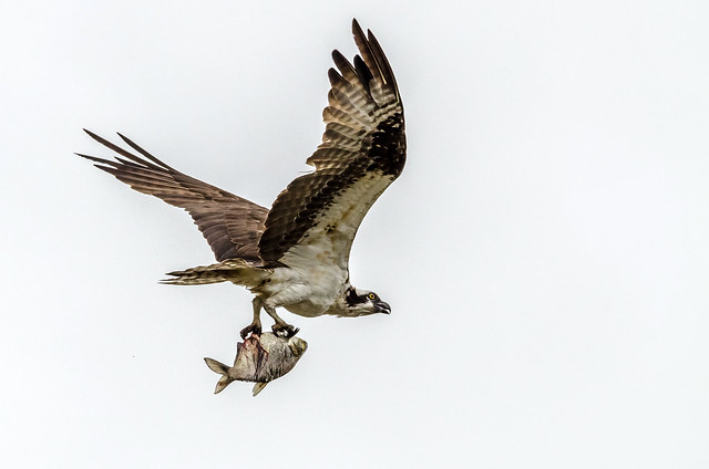 Another Good Catch - Osprey