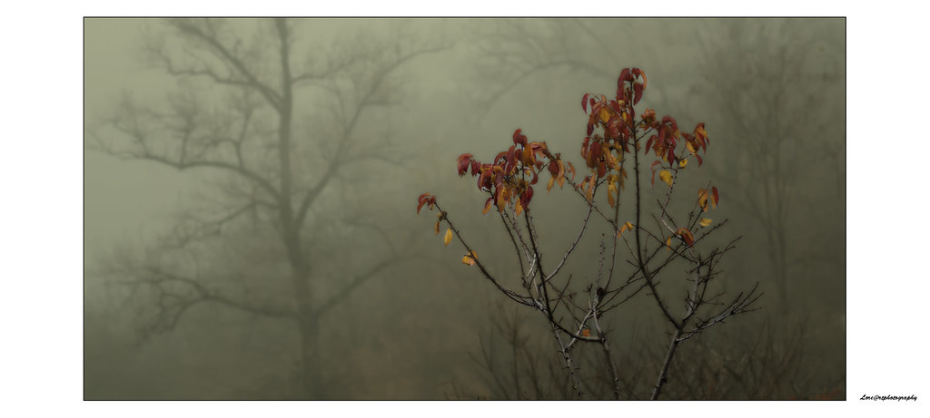 drops of color in the autumn mist