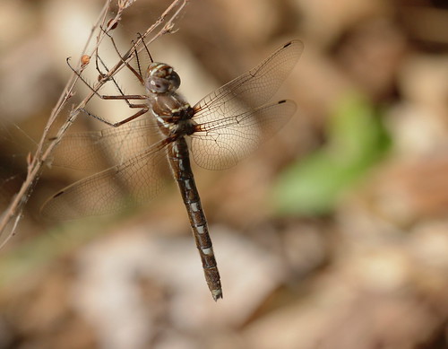 insect dragonfly odonata anisoptera macromiidae didymops didymopstransversa streamcruiser northcarolina piedmont fieldtrip cbs20170415 sigma150mmexdgf28macro inaturalist