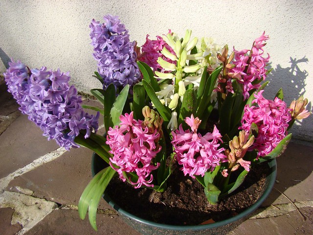Bouquet odorant de JACINTHES - Terrasse de l'Hacienda.