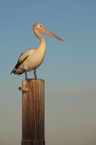 australia island kangaroo kingscote pelican massimilianogrossi canon5d landscape seaside canoneos5d eos5d canon5dmki massimilianogrossiphotography