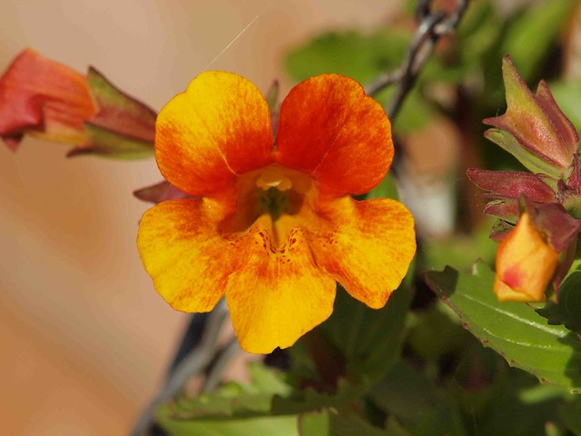 Mimulus in May