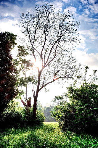 morning sun tree nature landscape path kentucky ky explore louisville 500px jeffersontown ifttt