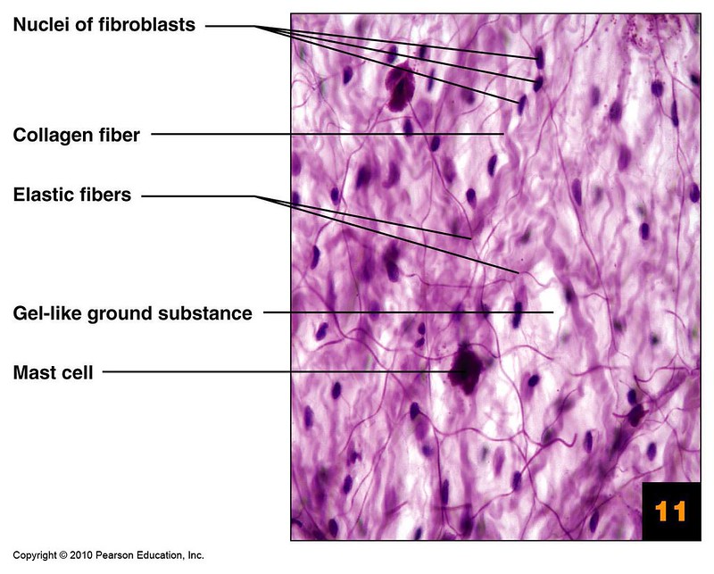 Areolar Connective Tissue Histology | Flickr