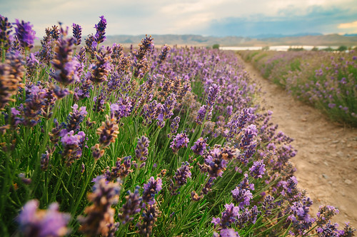 landscape utah farm lavender mona younglivingfamilyfarm