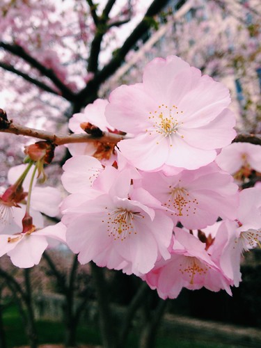 Cornell's Cherry Blossoms