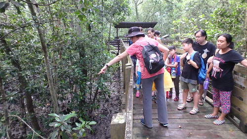 Pasir Ris Mangrove Boardwalk tour with the Naked Hermit Cr 
