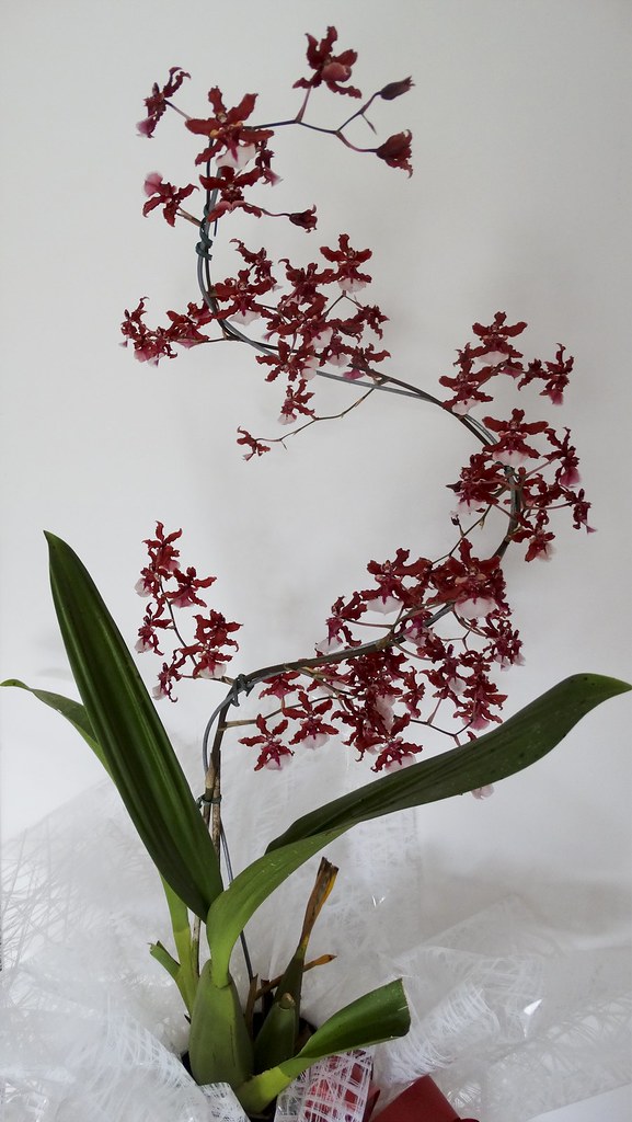 Orquídea Chocolate (série com 8 fotos) // Chocolate Orchid… | Flickr