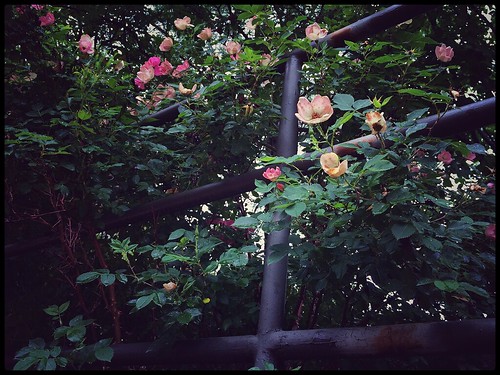 Fence and Flowers  52/100