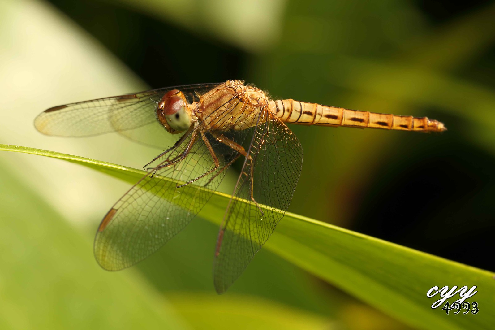 Dragonfly [Libellulidae] 蜻蜓