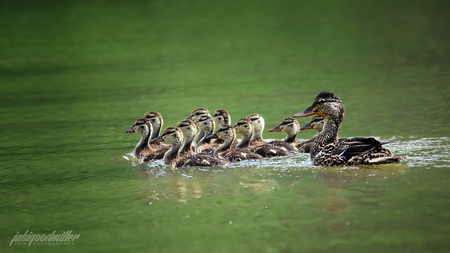 a dozen ducklings