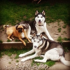 The dream team! My bro Strider, Teddy the puggle and I chilling in the garden. #Huskies #Husky #Puggle #Caleb #Strider #Teddy