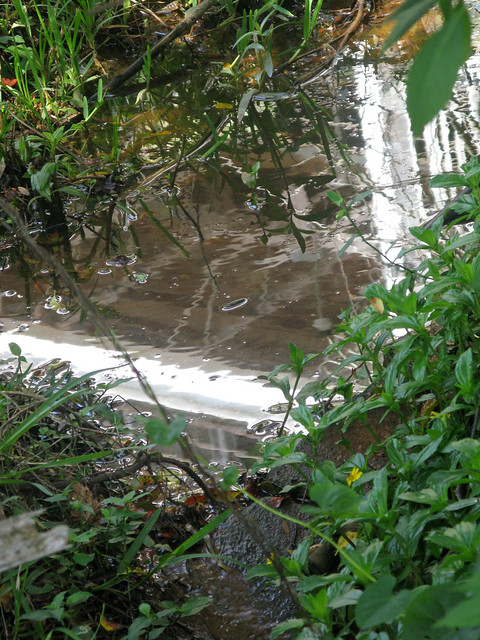 Neighbor's House Reflections in County Overflow Ditch