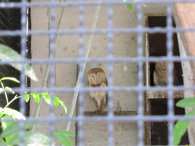 Animal - Fun zoo in Rishon LeZion