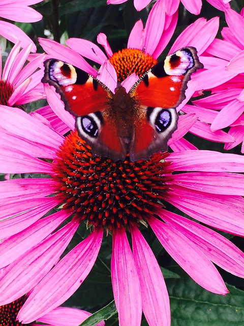 Peacock butterfly on a flower
