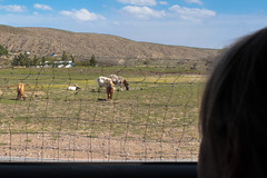 Goats in Monticello NM