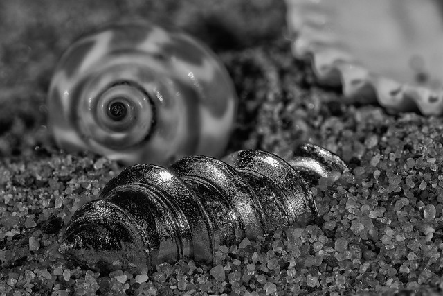 Metallic snail