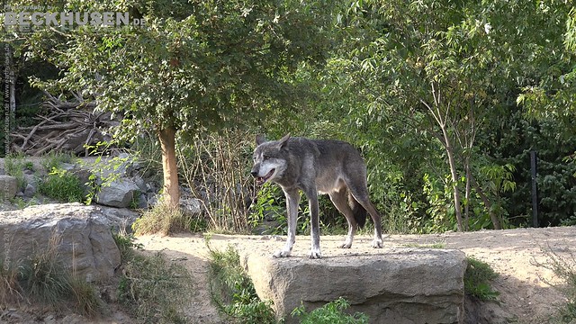 Eastern Timber Wolf (C0078b)