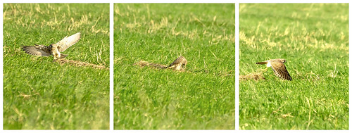 Catch, Eat, Fly. | by Fen Photos