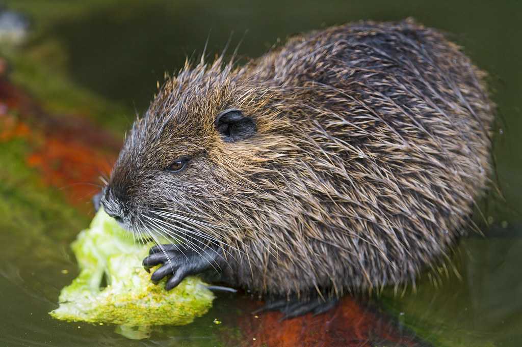 Second picture of the nutria eating broccoli in the water. 