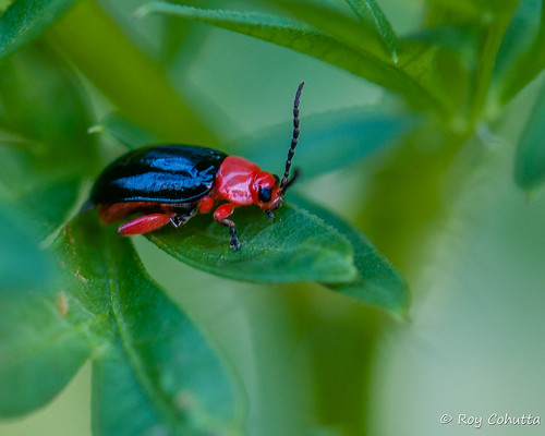 red black fleabeetles galerucinae leafbeetles alticini chrysomeloidea asphaera lustrans shinyfleabeetle roycohutta