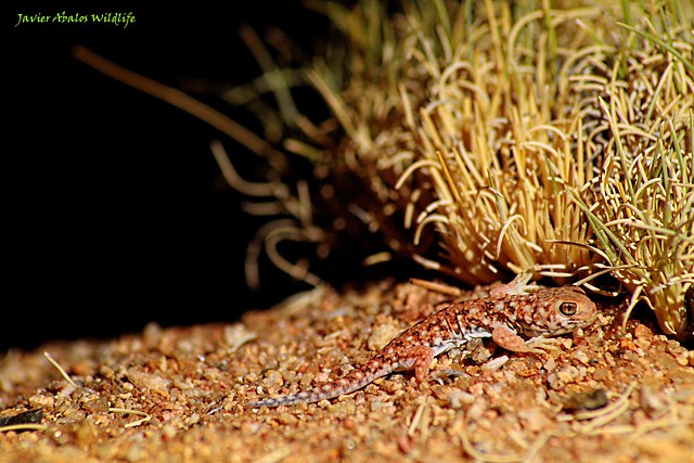 Baby barking gecko in Goegap Nature Reserve (Namakwaland; South Africa)