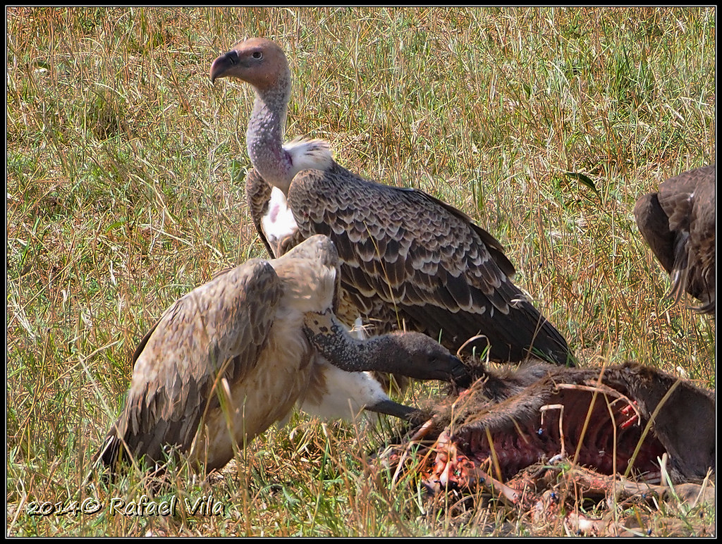 Rüppell's Griffon Vultures at a carcass | Sci. Name: Gyps ru… | Flickr