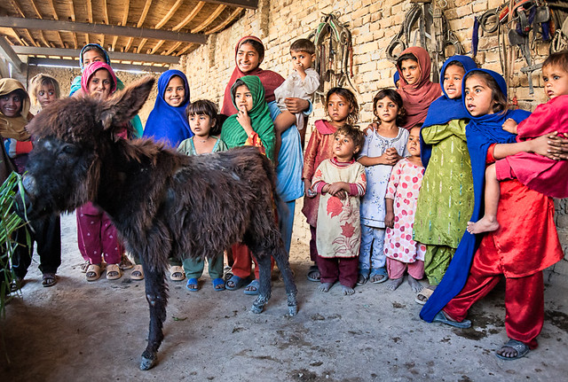 Pakistani girls watch baby donkey being fed