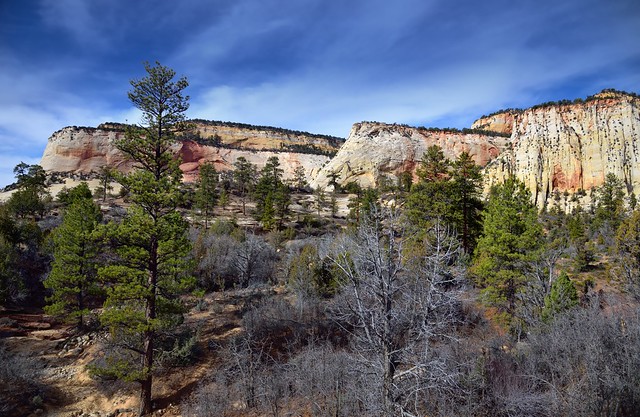 Trees and Sandstone Cliffs for a National Park Landscape (Zion National Park)