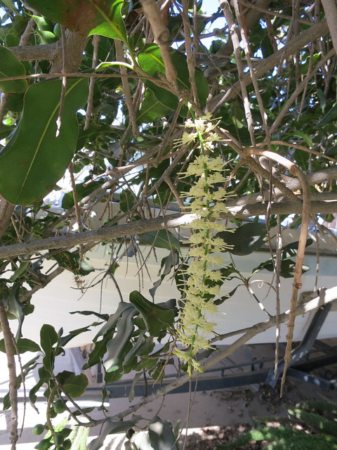 Macadamia Flower