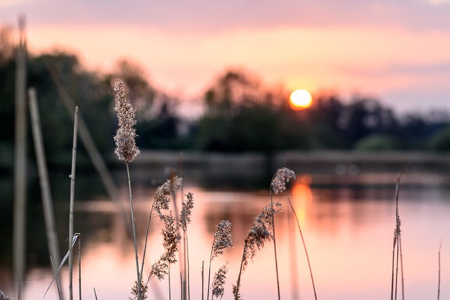 Abendsonne am Teich