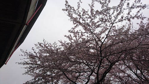 バックスタンド裏手の桜