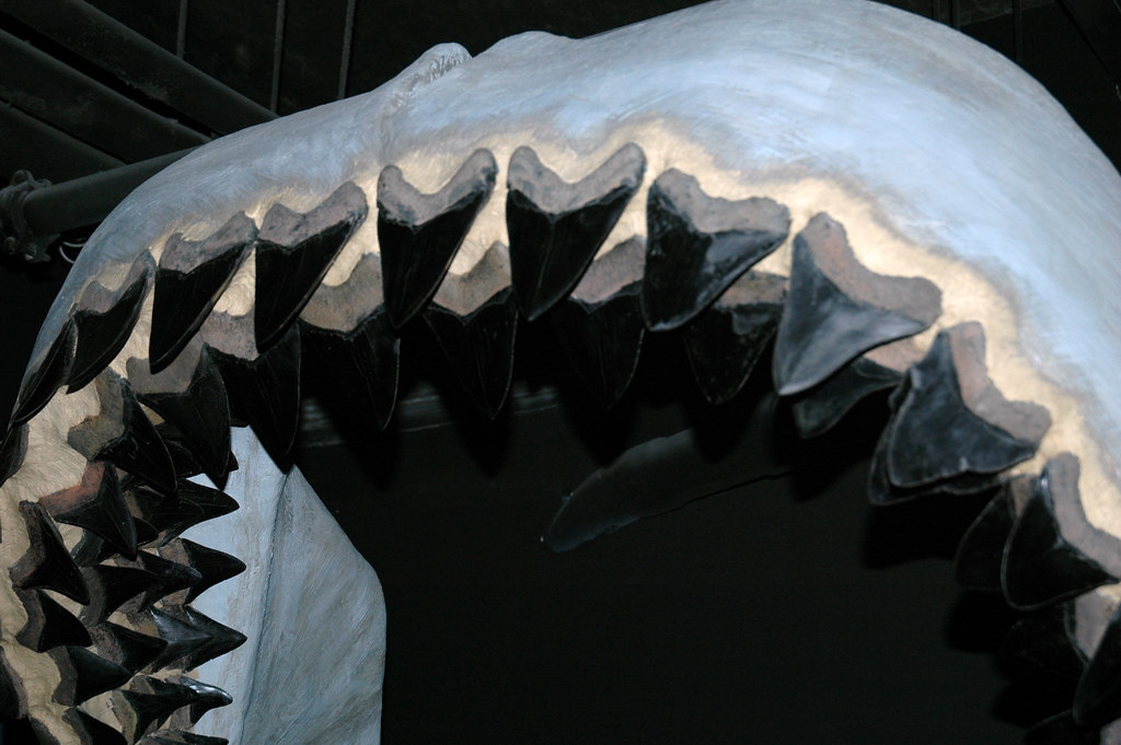 Carcharodon megalodon fossil shark jaw (reconstruction) (l