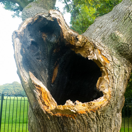 Old hollow oak, Upper Green