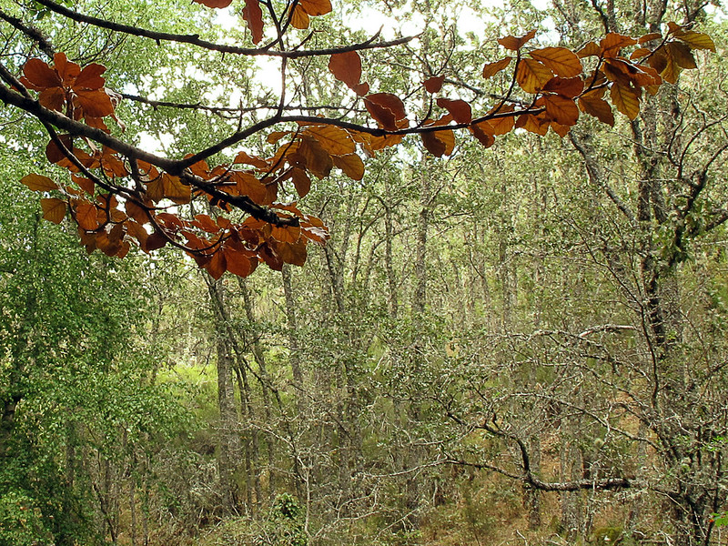 Se asoma el otoño ✿◠‿◠