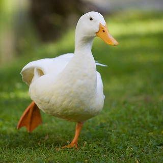 White_domesticated_duck,_stretching