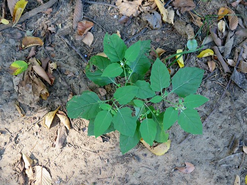 American Nightshade (Solanum ptychanthum) Solanaceae | Flickr